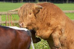 Ross has just met Betty, and already he's doing what Matthew wanted him to do on the stage of the Opera House. Perhaps Ross finds Betty more appealing than a white plastic cow surrogate?