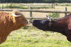 Ross of Bien Esk, the Highland bull, meets Betty, the Gloucester cow. Betty is certainly a bit eager.