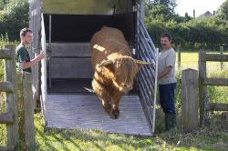 As Grzegorz 1 and Grzegorz 2 look on. Ross sees Betty, a Gloucester cow, in the same field --- waiting for him.