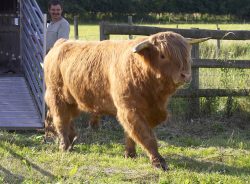Betty is a Gloucester cow. We put her in the same field with Ross to, er, keep him company.