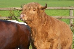 Ross of Bien Esk with Betty, our Gloucester cow.