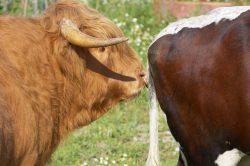 Having a nice sniff.