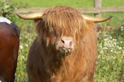 Some of the gold can still be seen on his horns.