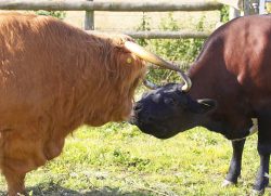 Ross and Betty -- Horn To Horn