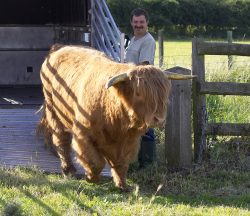 Betty is a Gloucester cow.