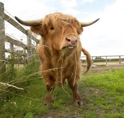 Finally, after a very wet July, we have blue skies and warmth. Ross is engaged in his favourite passtime: eating.