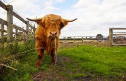 Oooh, fresh grass instead of hay