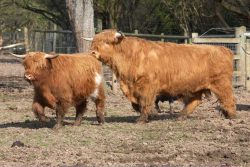 Ross was quite interested in this heifer Balamory (UK311538-300001). She's quite small, but she is over two years old (born 6 January 2006) so should be interested in Ross' attention. She wasn't.