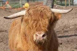 Ross was quite pleased with himself, having chased the heifer around the field for half an hour.