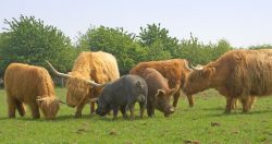 Tamworth (Ginger) and Kurobuta (Black) Pigs Eating with Highland Cattle