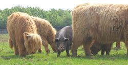 Kurobuta Pig and Highland Cattle Enjoying a Meal Together