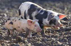 Not our idea...! We are looking for a good home for the piglets and their two Gloucester Old Spot mothers. See our posting on the Gloucester Old Spotforum.