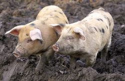 The one on the left has the characteristic Tamworth "ginger" colour. Both have the GOS spots!