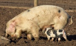 Gloucester Old Spot Sow and Piglet