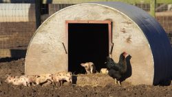 A few Tamworth - Gloucester Old Spot cross piglets sharing the pig arc with a Black Rock chicken.