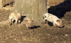 The piglets are Tamworth - Gloucester Old Spot crosses.