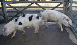 We are looking for a good home for these two GOS sows, and their two litters of GOS/Tamworth piglets.