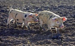 Two Tamworth - Gloucester Old Spot Piglets