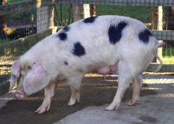 A farmer brought this sow, and another, to become impregnated by our Tamworth boar. He's just never come to pick them up --- or their piglets. We are looking for a good home for the sows and Tamworth/GOS cross piglets.