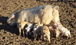 Mom had been in the stable yard for an hour or so --- a bit of a break, and so she could have a nice warm bath. But babies (from her litter, and another litter) were happy to see her back again. And she obliged by lying down right there in the dirt! Only some of these piglets are hers, but she's not bothered.