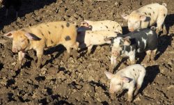 About six or seven months ago a farmer asked if he could bring his two Gloucester Old Spot sows to Lucies Farm so they'd have a litter of Tamworth - GOS piglets. The farmer visited us several times and then vanished, leaving us with the babies (and their mothers). These are part of the two combined litters.