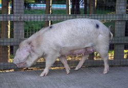 Gloucester Old Spot Sow