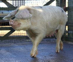We are looking for a good home for this lady: quite a tall GOS sow. And, of course, her Tamworth-GOS cross piglets.