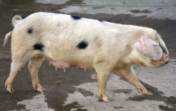Gloucester Old Spot Sow