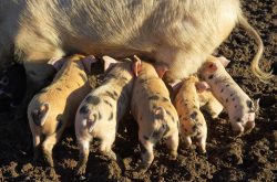 Gloucester Old Spot sow and GOS/Tamworth piglets, from two litters.