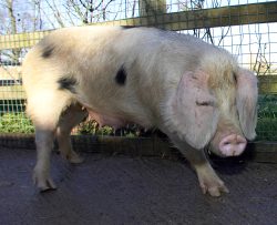 What's she doing here? She was brought here to become impregnated by one of our Tamworth boars --- but then the owner never came to pick her up. We are now looking for a good home for this GOS sow, and her piglets. When this sow arrived she had the large, healed gash in her right ear. (It actually lets herseea little bit!)