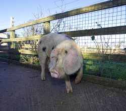 Gregorz brought her into the stable yard on this sunny (and warm) winter day to give her a good bath --- and a one-hour break from her piglets. She enjoyed the break, but was then happy to go back.