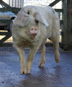 Gloucester Old Spot Sow