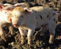 Gloucester Old Spot - Tamworth Piglets
