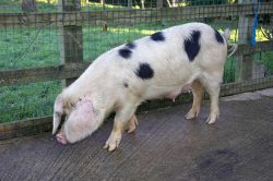 Gloucester Old Spot Sow