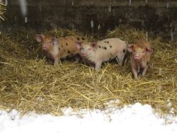 We were sent some nice photos of the piglets at their new home in the Cotswolds. That's snow in the foreground.