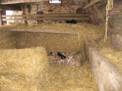Here are the pigs in their warm new home in the Cotswolds.