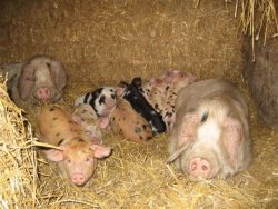 The two Gloucester Old Spot sows, and their piglets, in their new, warm home in the Cotswolds.