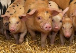 The Tamworth - Gloucester Old Spot piglets ready to go to their new home in the Cotswolds. We brought them into the stable to give them a bath, and put them on some fresh straw, before their trip to their new home.