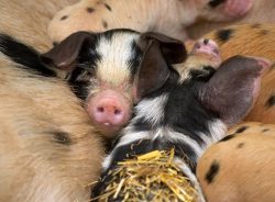 A tight squeeze for the piglets --- but they enjoy it.