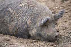 Oooh, mud, lovely mud