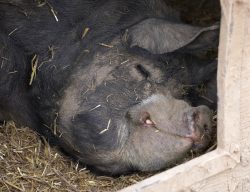 Hog's heaven