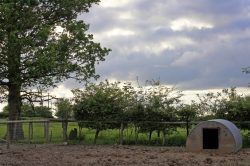 A pig arc at the back of Maggot's Croft at sunset.