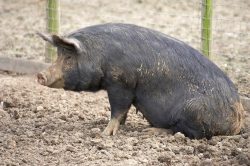 A Berkshire sow having a rest. Pigs are good at "rest."