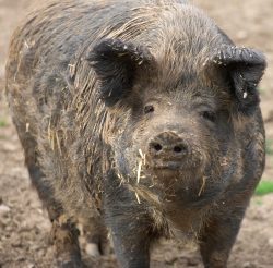 This pig is a cross between an Iron Age pig (itself a cross between a Tamworth and a wild boar) and a Gloucester Old Spot. She must be nearing 16 or 17 years old, but she's still the fastest pig we have.