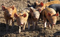 Tamworth and Berkshire Piglets