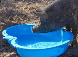 We bought this inexpensive kiddie pool from Argos, and hoped that the smaller pigs would enjoy a swim. This Berkshire pig thought it was a drinking trough.