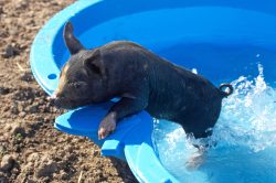 We bought an inexpensive kiddie's pool at Argos to see if the piglets would like a swim. They didn't.