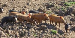 Tamworth and Berkshire Piglets