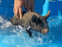 A rather short swim . . .