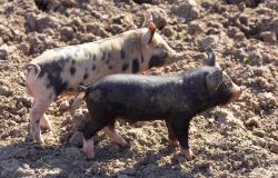 Berkshire Piglet and a Tamworth - Berkshire Cross